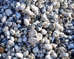 Изображение: Creta rocă sedimentară